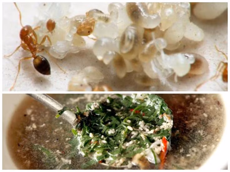 Ngoài sự bổ dưỡng, những người từng thưởng thức súp trứng kiến cho biết món ăn có vị đậm đà, thanh mát giống như thịt tôm tươi.