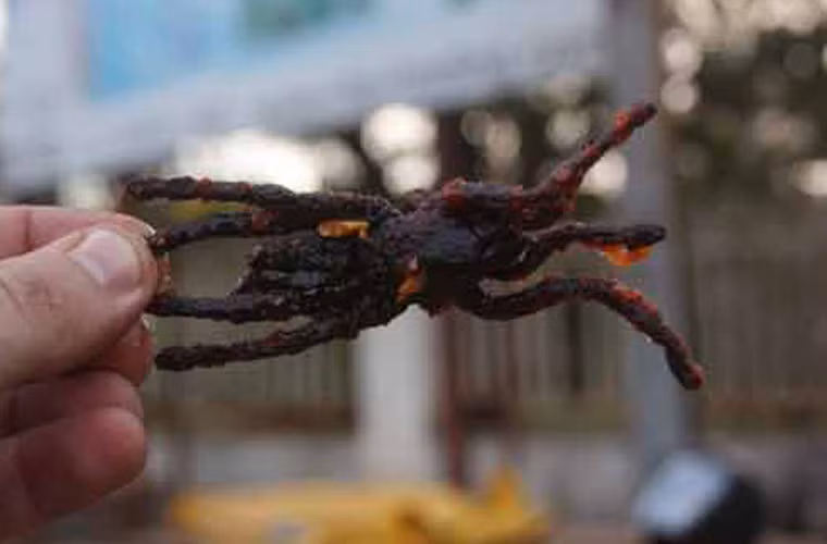 Nhện có thể chế biến theo nhiều cách như ngâm rượu hoặc chiên giòn. Trong số đó, nhện chiên được ưa chuộng hơn cả. Khi thưởng thức, bạn sẽ dễ dàng cảm nhận mùi thơm, giòn dai khá giống với vị thịt gà tươi.