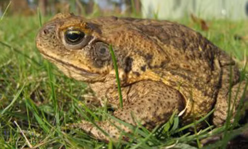 Nọc độc cóc có khả năng tiêu diệt tế bào ung thư tiền liệt tuyến cực nhạy mà không ảnh hưởng đến các tế bào khỏe mạnh xung quanh.