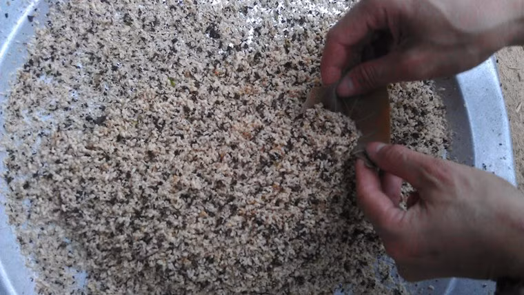 Khi có được nguyên liệu, đầu bếp sẽ dùng tay đãi nhẹ với nước ấm sao cho những quả trứng mỏng manh không bị vỡ, để ráo nước rồi mới tiến hành nấu nướng.