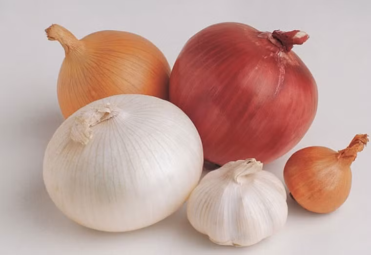 Sau khi được rửa sạch, toàn bộ phần mũi được đưa vào nồi ninh nhừ với nước, các loại gia vị như hành tây, tỏi và giấm.