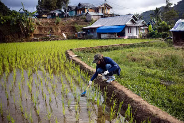 Một kỹ thuật viên làm ở Viện Công nghệ Bandung đang thu thập mẫu nước và đất để kiểm tra hàm lượng thủy ngân.
