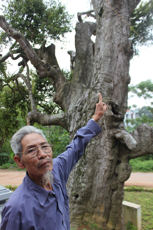 Cây táu nghìn năm được công nhận cây di sản.