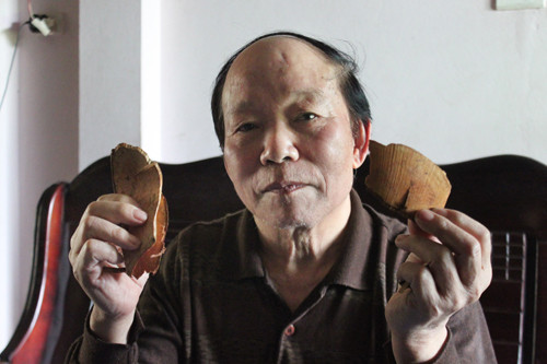 Ông An chữa bệnh trĩ bằng bài thuốc từ cây cao su (cây Cùn Tịu).