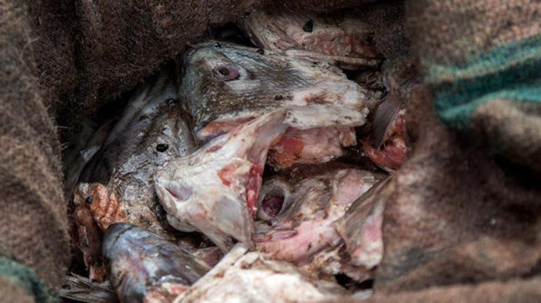  6. Đầu cá thối: Món ăn có tên gọi “tepa” là đặc sản của người dân Alaska. Có vẻ đây là mức độ cao nhất của những món ăn thối. Không phải được đặt trong hũ hay đông lạnh nữa mà những đầu cá sẽ nằm trong lòng đất từ 4-6 tuần đến khi bốc mùi. Trong thời gian ủ, xương cá mềm dần nên bạn có thể dầm hoặc nghiền đầu cá thành một hỗn hợp để ăn. Ảnh: Getty.