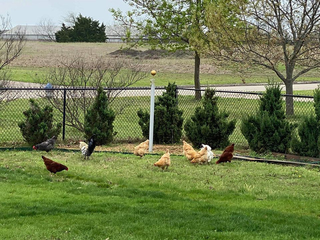 Vui mat canh o nha chan ga, tha ca cua vo chong Hong Ngoc