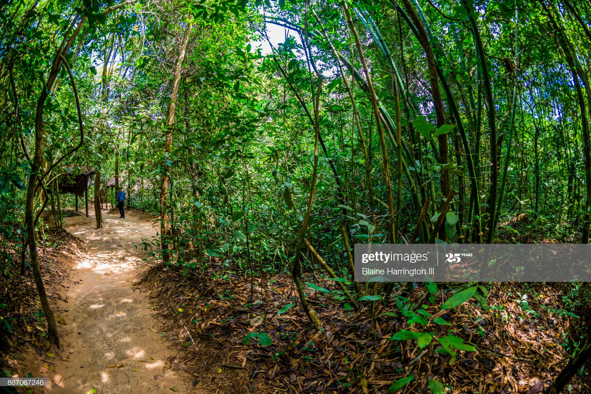 Rừng cây um tùm phía trên hệ thống địa đạo.