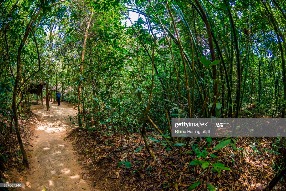 Rừng cây um tùm phía trên hệ thống địa đạo.