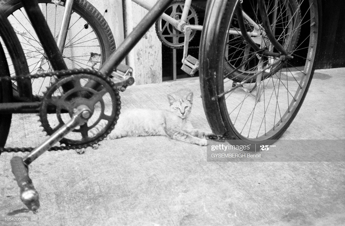 Chú mèo nằm bên chiếc xe đạp.