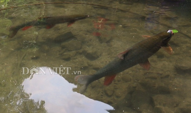 Gan 40 nam nuoi 18 con ca la, moi con nang gan chuc can-Hinh-2