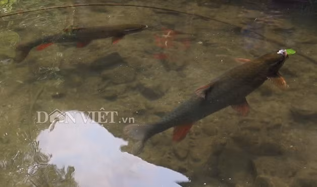 Gan 40 nam nuoi 18 con ca la, moi con nang gan chuc can-Hinh-2