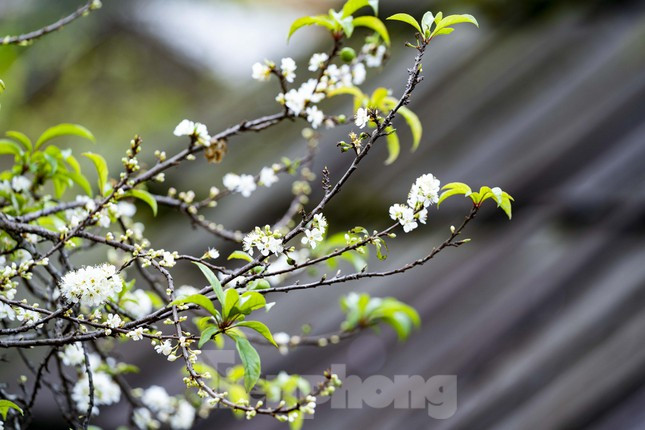 Mường Lống có độ cao 1500m so với mực nước biển thuộc dãy Trường Sơn, gần biên giới với Lào. Nơi đây được ví là “cổng Trời” của xứ Nghệ.