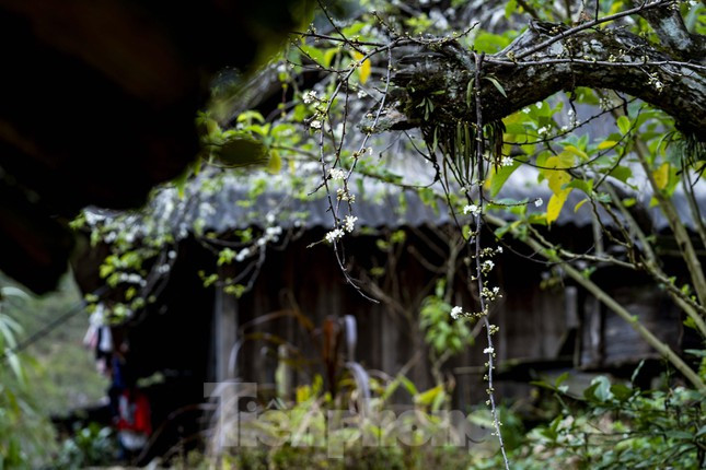 Nơi đây có những gốc mận cổ thụ đã hàng chục năm tuổi.