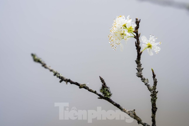 Giọt sương sớm mai còn đọng lại trên bông hoa mận.