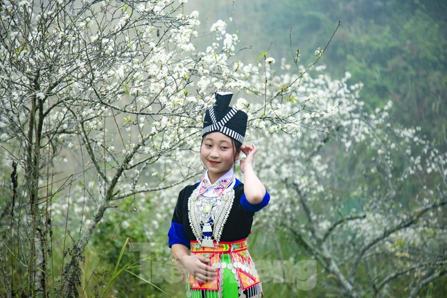 Thiếu nữ làm duyên bên những chùm hoa mận trắng muốt.