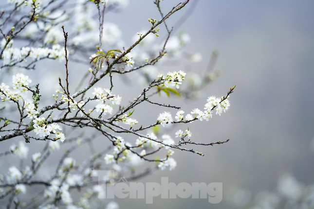 Hoa mận nở thành nhiều lớp đan xen nhau, kéo dài qua Tết Nguyên đán. Khi những lớp hoa này rụng thì trái sẽ phát triển.
