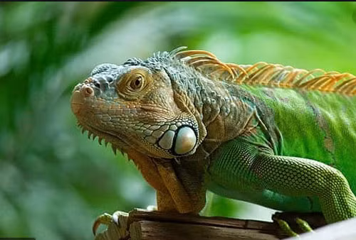 So thich quai dan cua loai than lan Nam My