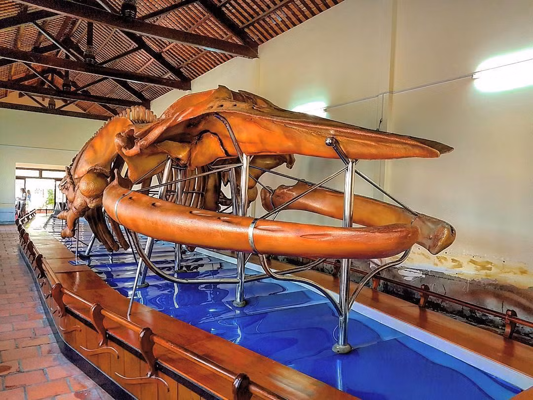 Ngôi đền lưu giữ bộ xương cá voi lớn nhất Đông Nam Á tên Vạn Thủy Tú, được ngư dân xây dựng năm 1762, nay tọa lạc trên đường Ngư Ông, phường Đức Thắng, thành phố Phan Thiết, Bình Thuận.