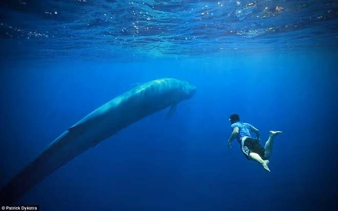 Bình Thuận đang lưu giữ bộ xương cá voi nặng tới 65 tấn, dài 22 m. Đây chính là bộ xương cá voi lớn nhất ở Đông Nam Á.