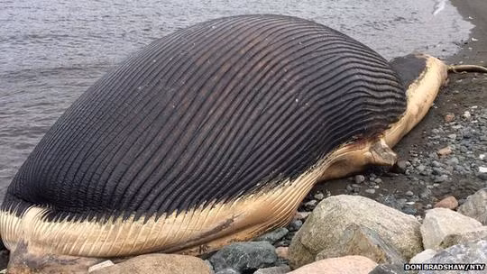 Để tỏ lòng tôn kính, ngư dân thường dùng từ "lụy" khi nói về cái chết của cá voi. Theo ngư dân Bình Thuận, Cá Ông là vị thần cứu giúp ngư dân mỗi khi gặp tai nạn trên biển, và là vị thần chung thủy với ngư dân nên được họ tôn trọng. Mỗi khi cá voi chết, dạt vào bờ, ngư dân đầu tiên trông thấy được coi là con trai của ông và phải đứng ra làm tang lễ, chôn cất cẩn thận.