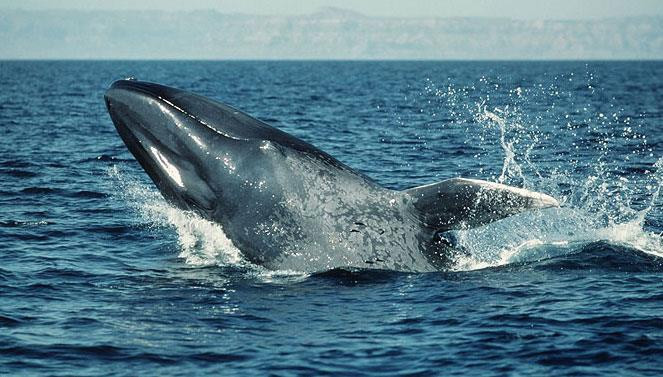 Tục thờ Cá Ông là tín ngưỡng của người Chăm xưa kia. Theo thời gian, nó bị bản địa hóa, biến thành tín ngưỡng của riêng người Việt và người Hoa sinh sống tại Bình Thuận.