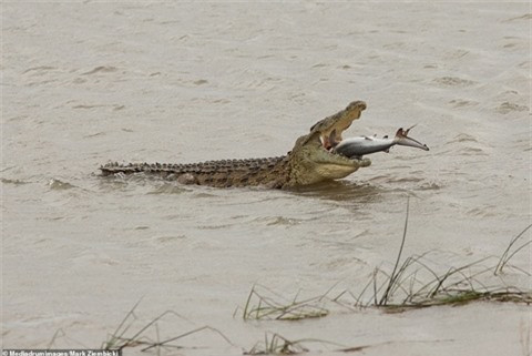 Con mồi của nó là một con cá mập bò chưa trưởng thành. Hai loài săn mồi đáng sợ nhất ở vùng biển Queensland lại trở thành kẻ săn mồi và con mồi, tuy rằng con cá mập vẫn chưa trưởng thành.