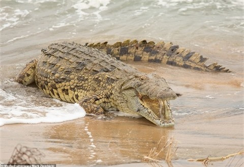 Con cá sấu sông Nile này thường bắt gặp ở các dòng sông nước ngọt.