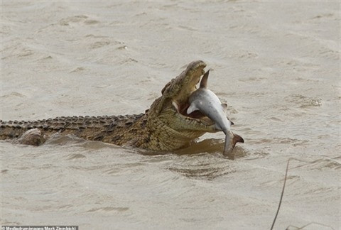 Cá sấu sông Nile đang thưởng thức bữa ăn của mình. Những khoảnh khắc vô cùng hiếm hoi ghi lại khoảnh khắc một con cá sấu đang ăn con mồi của mình đã được ghi lại. Đáng nói, con mồi mà cá sấu đang ăn chính là một con cá mập bò.