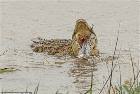 Chúng sở hữu khả năng săn mồi đỉnh cao với những vũ khí chết người. Cá sấu sông Nile sở hữu cú đớp mạnh nhất trong thế giới động vật, gấp 8 lần so với cá mập trắng.