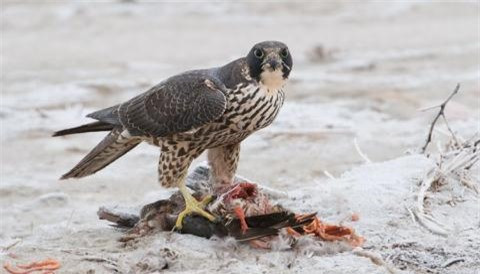 ##sc### Gan ruột của con mồi vung vãi khắp nơi.