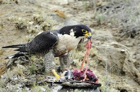 ##sc### Cuối cùng, kẻ cướp mồi không thể thực hiện được mục đích, đành bỏ cuộc bay đi. Con chim vừa săn được mồi ung dung thưởng thức chiến lợi phẩm. 