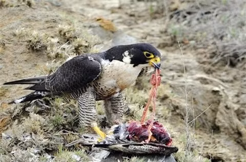  Cuối cùng, kẻ cướp mồi không thể thực hiện được mục đích, đành bỏ cuộc bay đi. Con chim vừa săn được mồi ung dung thưởng thức chiến lợi phẩm. 