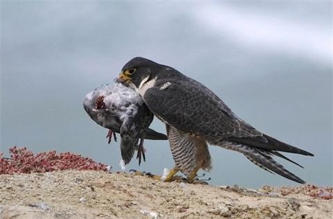 ##sc### Chú chim tội nghiệp oằn mình đau đớn trước chiếc mỏ cứng như thép của chim ưng. 