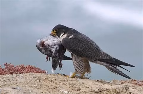  Chú chim tội nghiệp oằn mình đau đớn trước chiếc mỏ cứng như thép của chim ưng. 