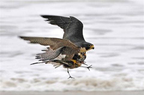 ##sc### Con chim dẽ đã bị chim ưng dùng đôi chân và móng vuốt quắp đi. 