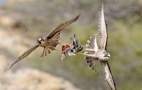  Hai con chim ưng tranh giành mồi, "xé nát" con chim dẻ tội nghiệp. 