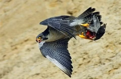  Con chim dẻ này nhanh chóng trở thành bữa ăn ngon cho chim ưng. 