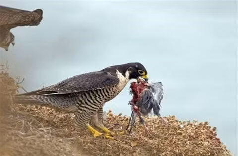  Lúc này, một con chim ưng khác lao tới, hòng cướp mồi của đồng loại. 