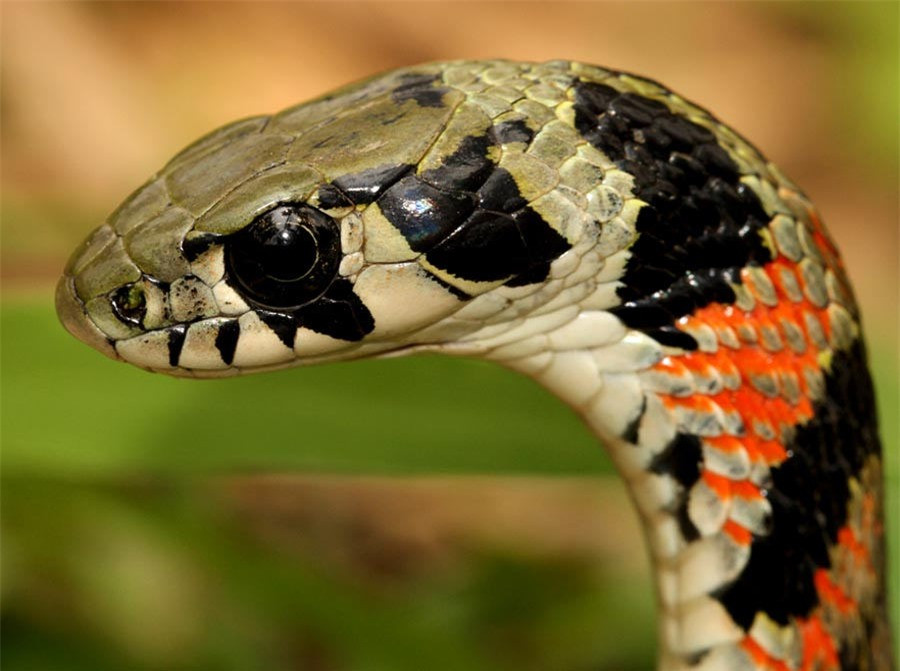 Để bảo vệ mình rắn hổ Keelback có hai tuyến chứa độc bufadienolides ở cổ. Những chất độc này khi phóng ra sẽ gây hại cho tim của đối phương. Ảnh cận cảnh phần cổ và đầu rắn Tiger Keelback.