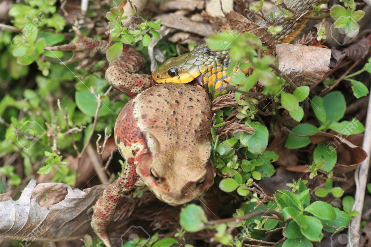 Điểm thú vị ở chỗ, nhưng con rắn cái trong thời kỳ mang thai thường dành 2/3 thời gian ở trong các khu rừng. Chúng thường tích cực săn rất nhiều cóc, đặc biệt là cóc độc. Con rắn Tiger Keelback đang nuốt con cóc độc từ phía sau.