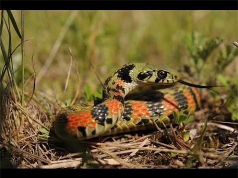  Rắn hổ Tiger Keelback là một loài rắn nhỏ, có màu cam, ô-liu và đen, sinh sống ở vùng Đông Á như Nhật Bản, và một số nước ở Đông Nam Á, trong đó có Việt Nam. Loài rắn này ở Việt Nam, còn có tên gọi dân gian là rắn hổ lửa hay rắn hoa cỏ. Ảnh một con rắn Tiger Keelback đang thè lưỡi đánh hơi con mồi. 