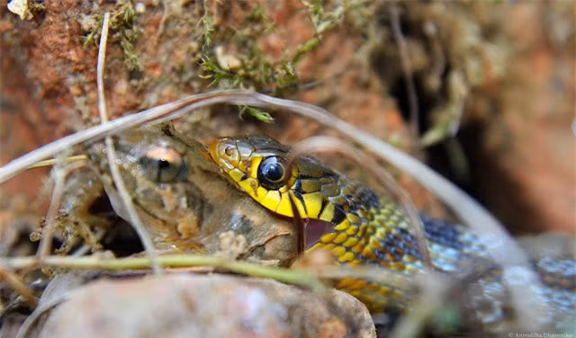 Mặc dù việc săn được cóc độc không phải dễ dàng vì chúng thường hiếm hơn các con mồi dễ săn khác như ốc sên chẳng hạn. Nhưng mỗi một con mồi độc như vậy sẽ rất có giá trị với rắn Tiger Keelback. Ảnh rắn Tiger Keelback đang nuốt ếch.