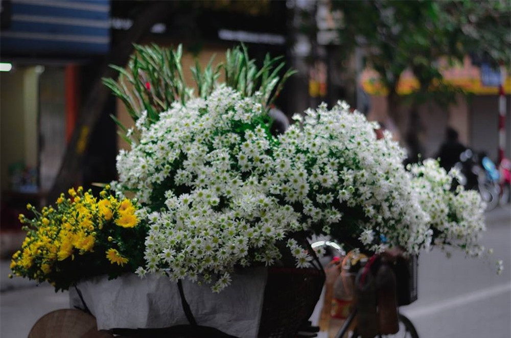 Mỗi năm Hà Nội đi qua biết bao mùa hoa, mùa nào cũng đẹp, cũng thi vị. Nếu là người Hà Nội có ai lại chưa từng nâng niu trên tay bó Cúc họa mi - loài hoa mỏng manh, thanh khiết.