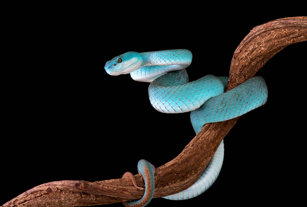Trimeresurus insularis là một loài đáng sợ du khách có thể bắt gặp khi đến Bali (Indonesia). Chúng sống chủ yếu ở đất nước vạn đảo và Timor Leste. Đa số cá thể thuộc loài này đều có màu xanh lá, chỉ số ít ở Indonesia sở hữu màu lam lạ mắt. Nọc độc của chúng thường không giết chết người nhưng sẽ gây đau đớn, hoại tử.