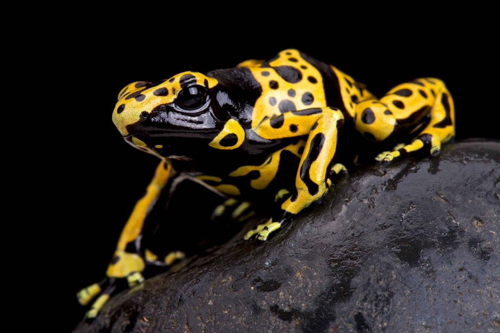 Dendrobates leucomelas là một loại ếch nguy hiểm bậc nhất thế giới. Lượng nọc độc trong một con ếch giống này có thể giết chết hơn 2.000 người. Dendrobates leucomelas thường được tìm thấy trong vùng rừng rậm Amazon. Thổ dân trong vùng thường bắt những con ếch này để dùng làm độc tẩm trên mũi tên.