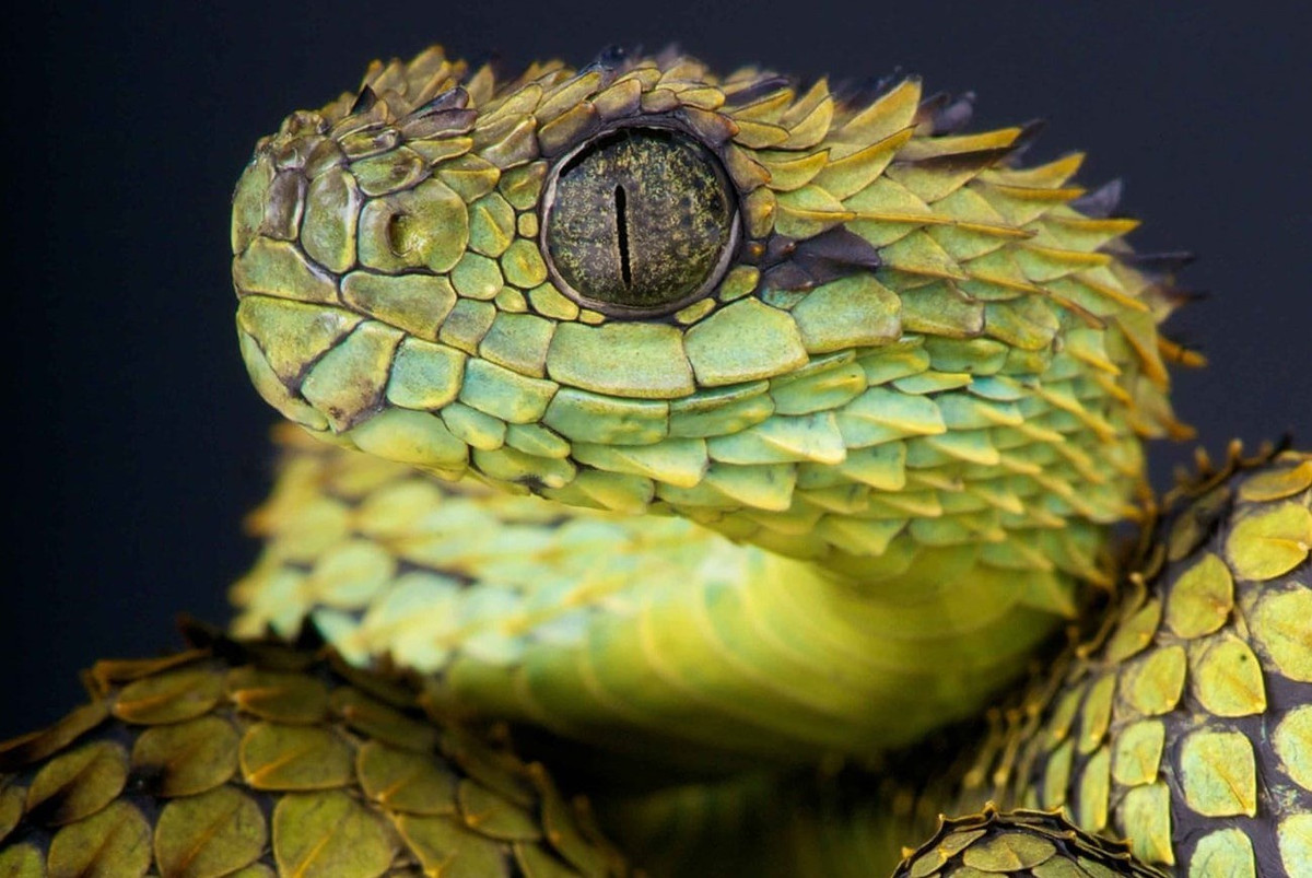 Atheris hispida là loài rắn sống trong những khu rừng mưa ở Trung Phi. Chúng nổi tiếng với đôi mắt to cùng lớp da với những miếng vảy nhỏ xếp chồng lên nhau. Loài này ít khi tấn công con người và các động vật lớn. Tuy nhiên, nọc độc của nó đủ sức giết chết một người trưởng thành.