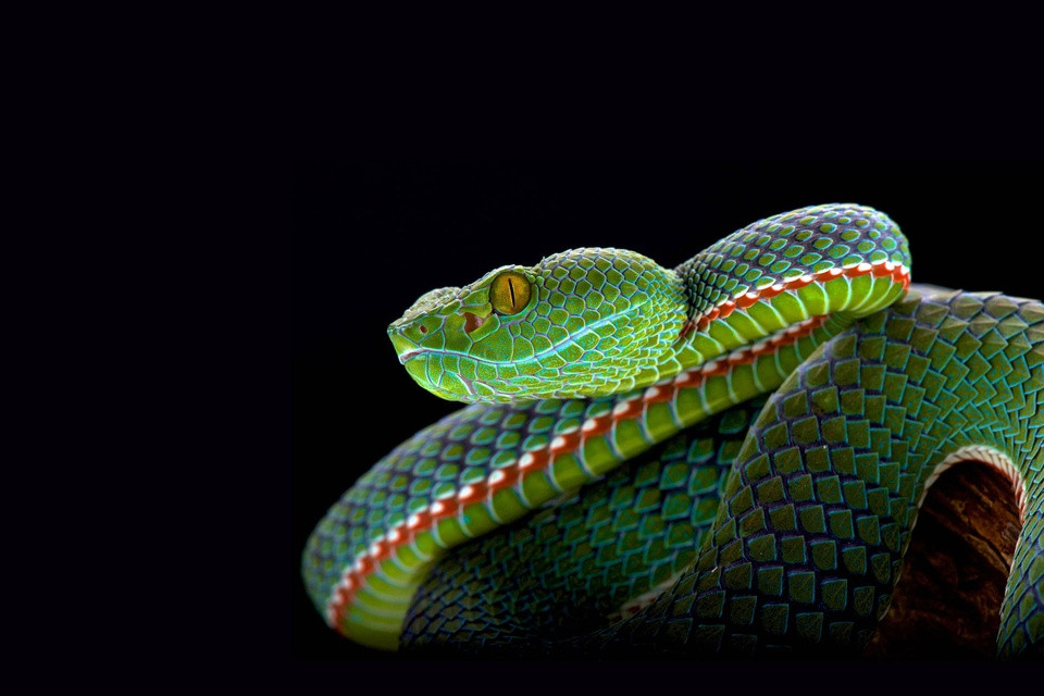 br/> Động vật máu lạnh hay động vật biến nhiệt là thuật ngữ chỉ những sinh vật luôn duy trì nhiệt độ cơ thể dựa hoàn toàn vào môi trường xung quanh. Nhóm động vật này cần lượng thức ăn gấp đôi động vật máu nóng để duy trì sự sống. Trong ảnh, loài rắn Popeia fucata với nọc độc được xếp vào hàng "cực kỳ nguy hiểm". Chúng có kích thước khoảng 40-60 cm, thường săn mồi theo kiểu "phục kích" trước khi tung ra một đòn cắn nhanh gọn.