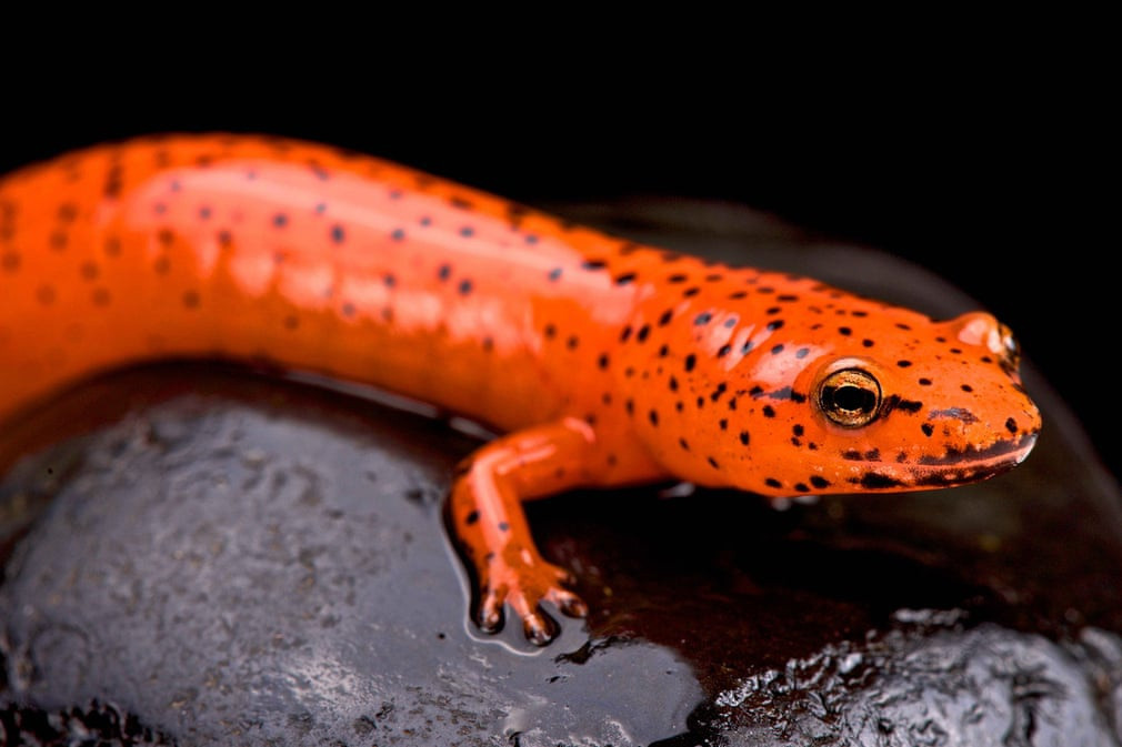 Pseudotriton ruber thường sống trong các khu rừng ôn đới hoặc rạch nhỏ, suối... Chúng là loài đặc hữu của Mỹ, thường ăn côn trùng, nhện và những loại kỳ nhông nhỏ hơn. Loài này đang đối diện với nguy cơ mất môi trường sống nghiêm trọng.
