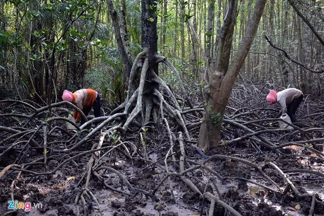 Vàm Sát là khu du lịch sinh thái phát triển bền vững nhất của thế giới tại Việt Nam, do tổ chức Du lịch thế giới UNWTO công nhận. Với những dòng sông xanh biếc, những đàn chim thong thả tìm mồi, ánh nắng rọi trên tán, hệ thống thực vật đặc trưng. Nằm ở xã Lý Nhơn, huyện Cần Giờ, Vàm Sát được xem như là một địa điểm lý tưởng cho những ai muốn trốn nắng và thư giãn cuối tuần. Ảnh: Nguyễn Quang.
