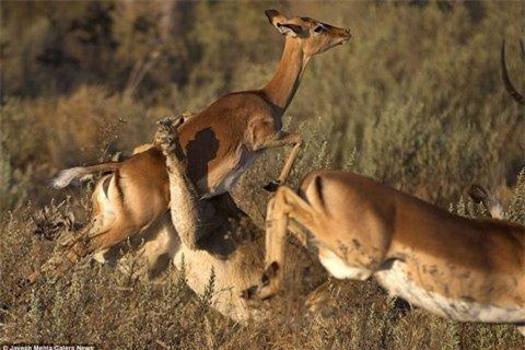 Những bức ảnh của nhiếp ảnh gia người Mỹ cho thấy sau khi bị con sư tử cái tấn công, con linh dương đã thực hiện một cú nhảy với mọi sức lực của nó để thoát khỏi móng vuốt và hàm răng chắc khỏe của kẻ săn mồi.